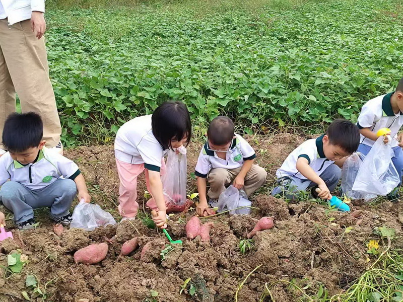 甘薯研学2_调整大小.jpg